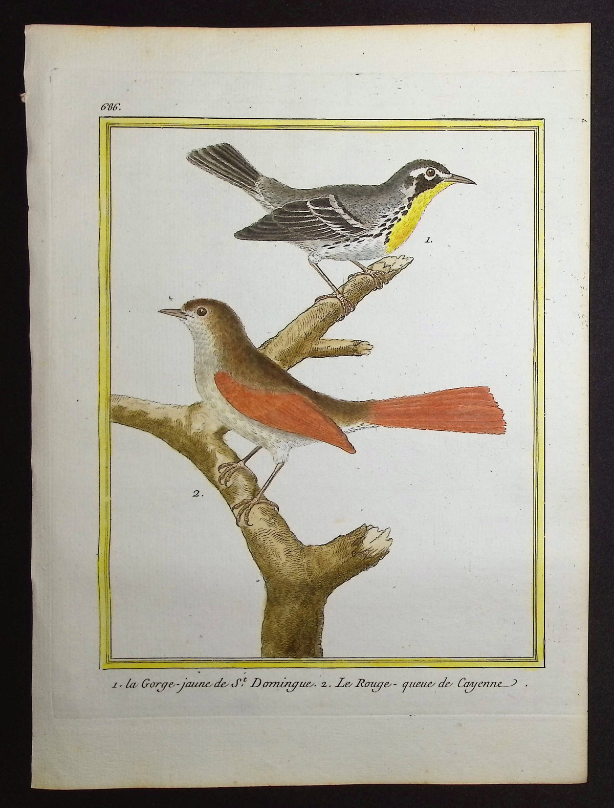 Warbler