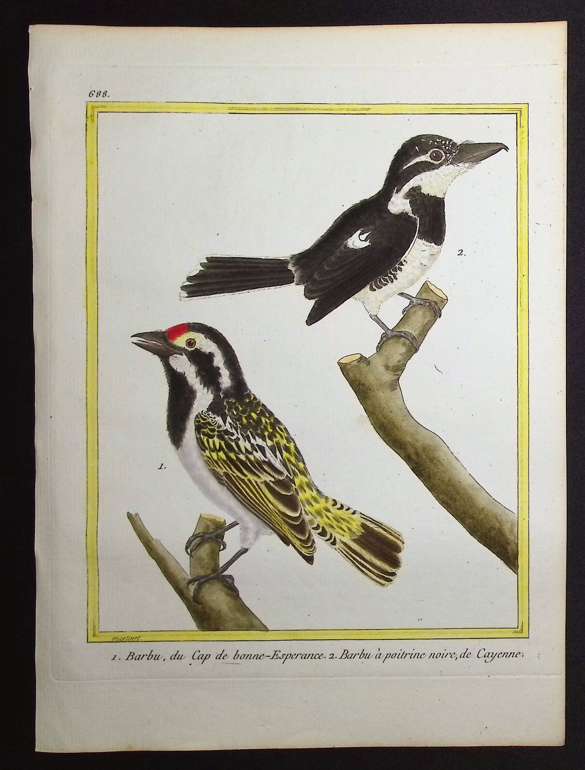 Barbet