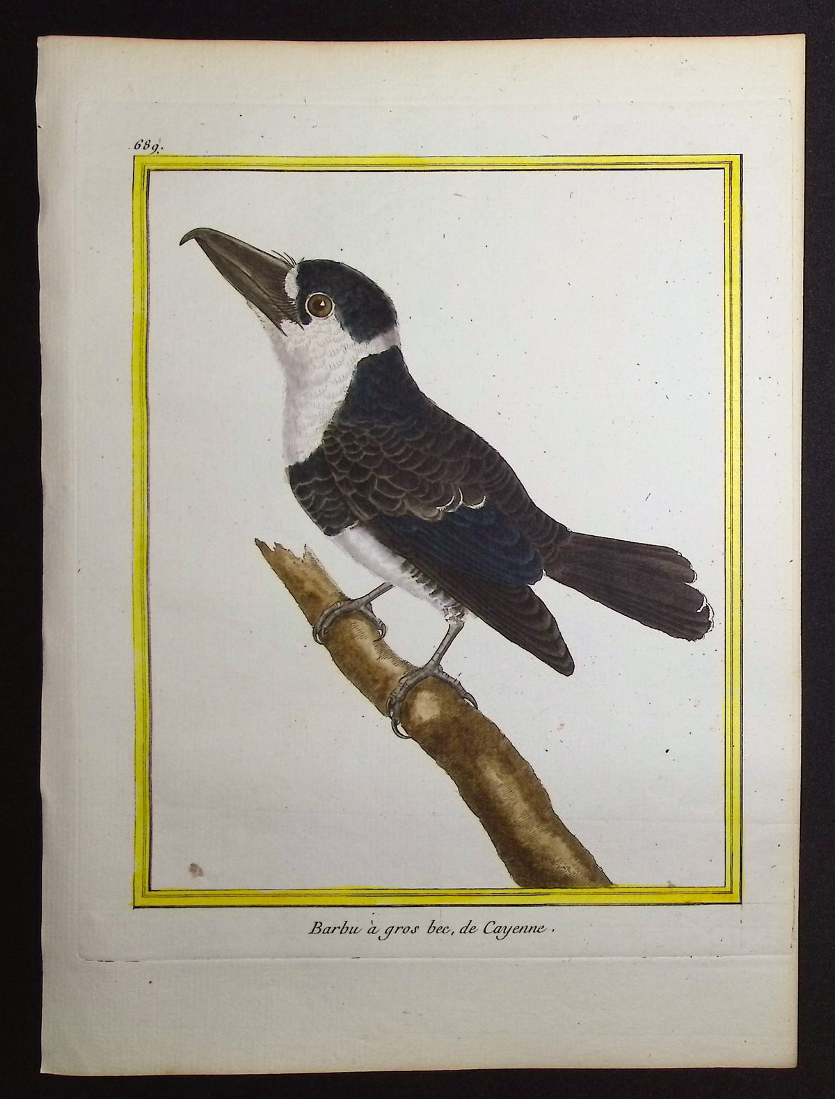 Barbet