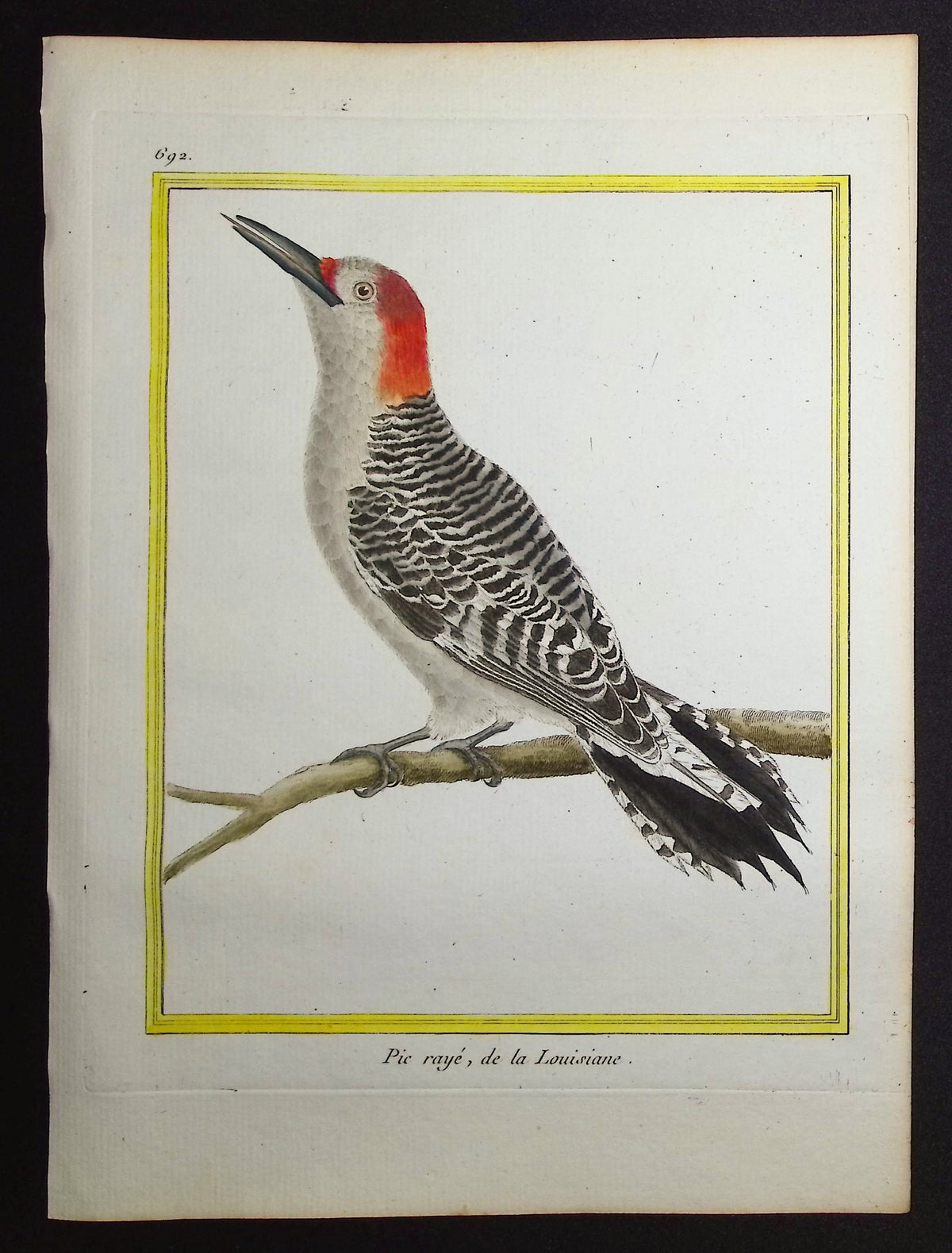 Woodpecker