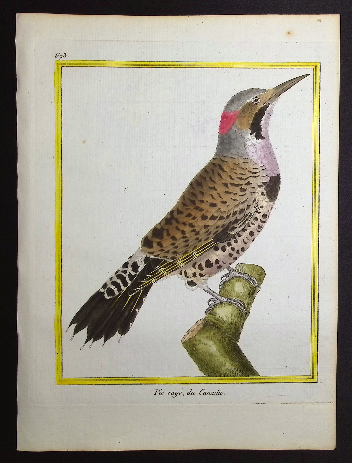 Woodpecker