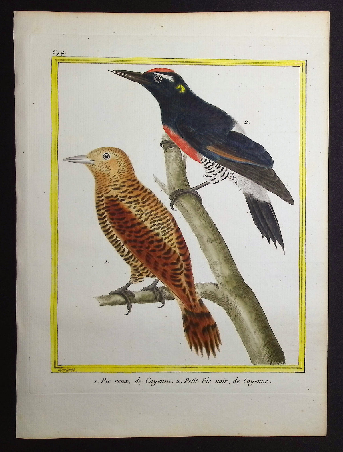 Woodpecker