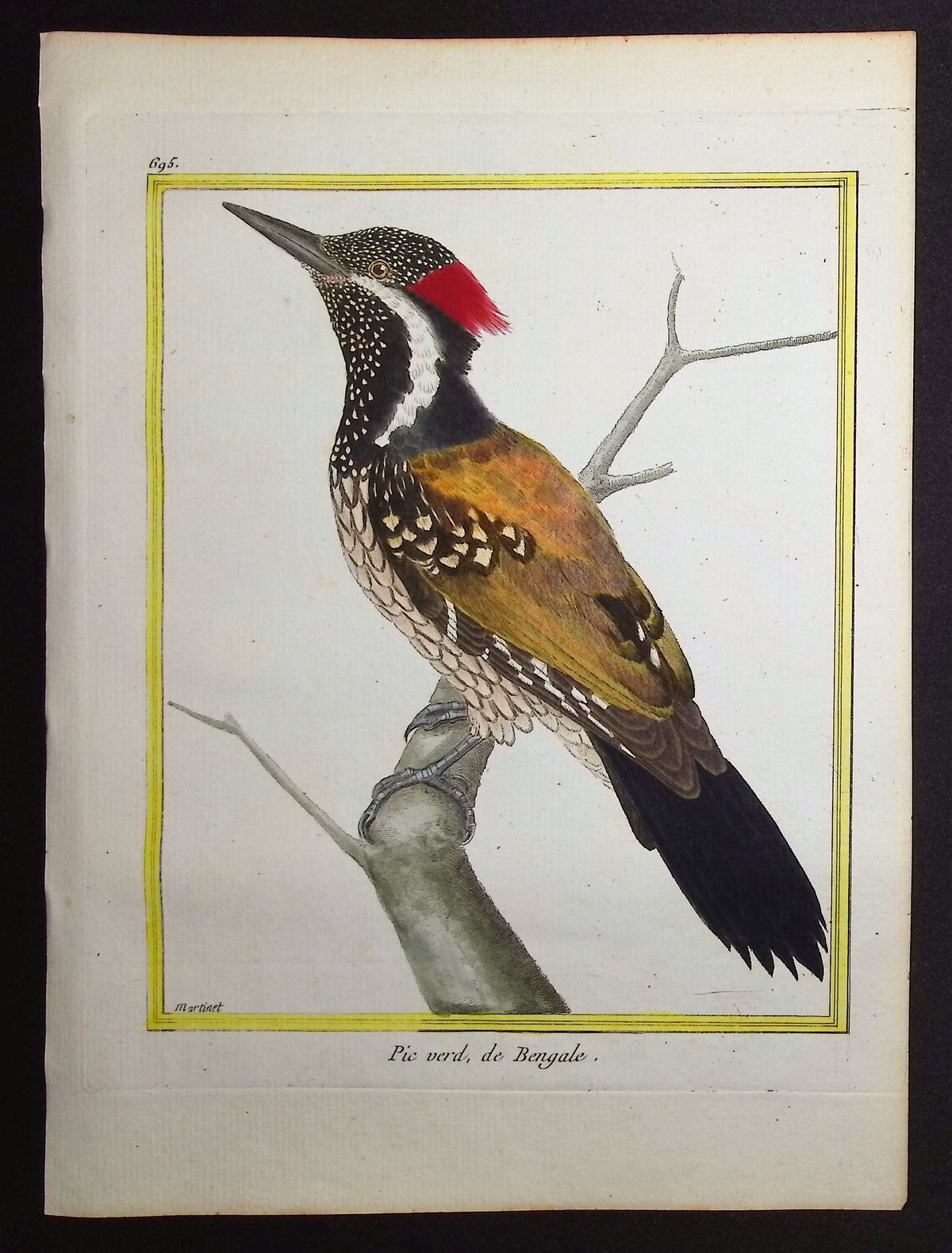 Woodpecker