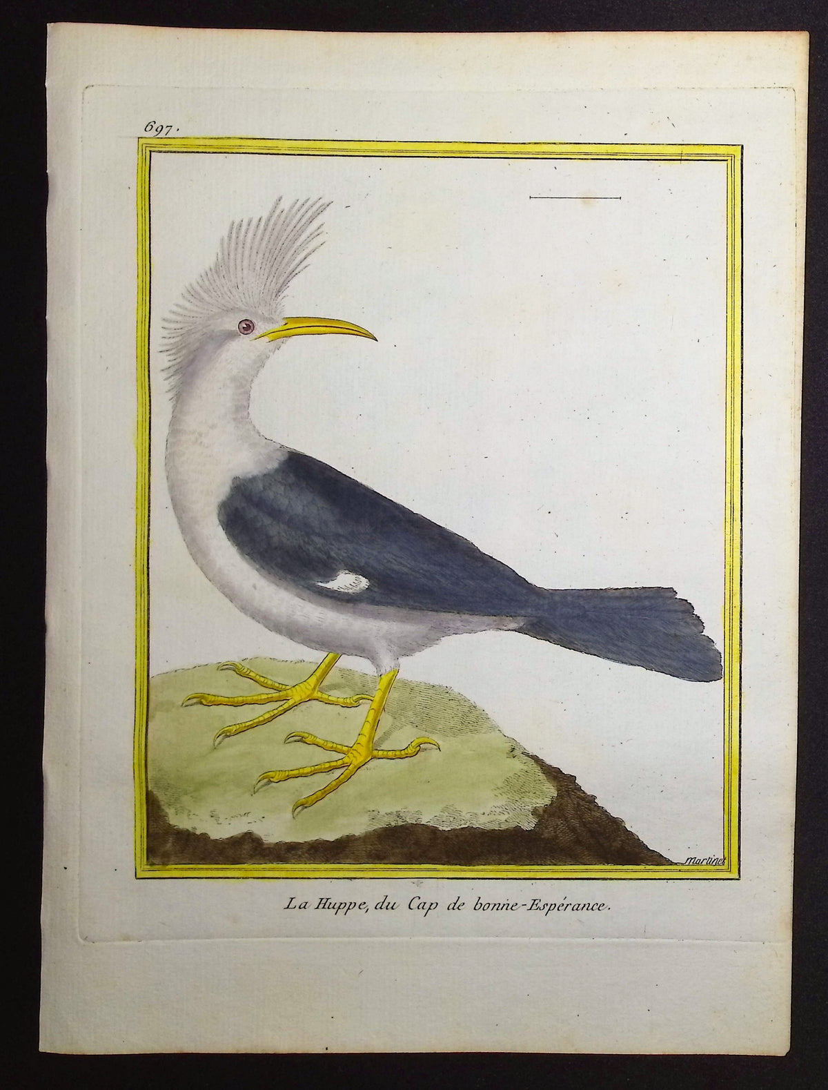 South African Bird