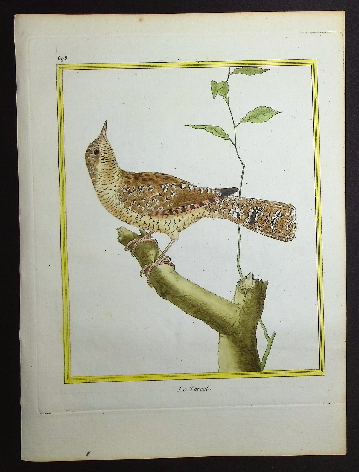 Wryneck