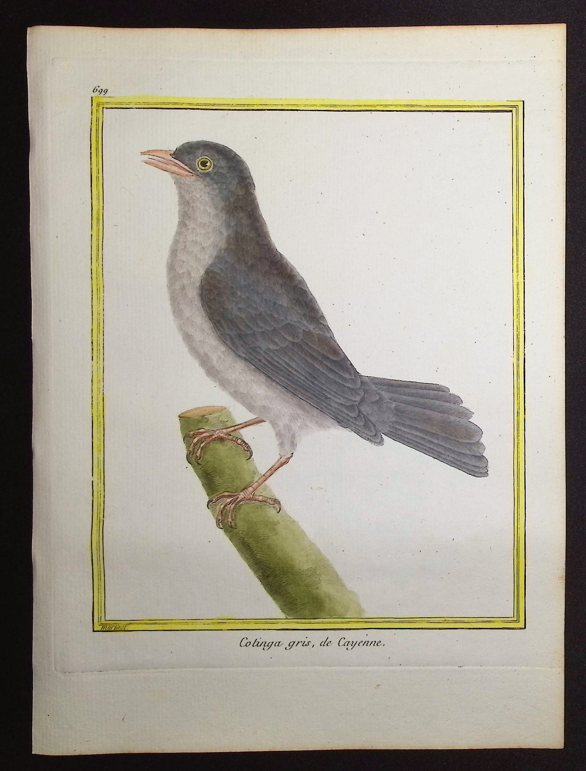 Cotinga