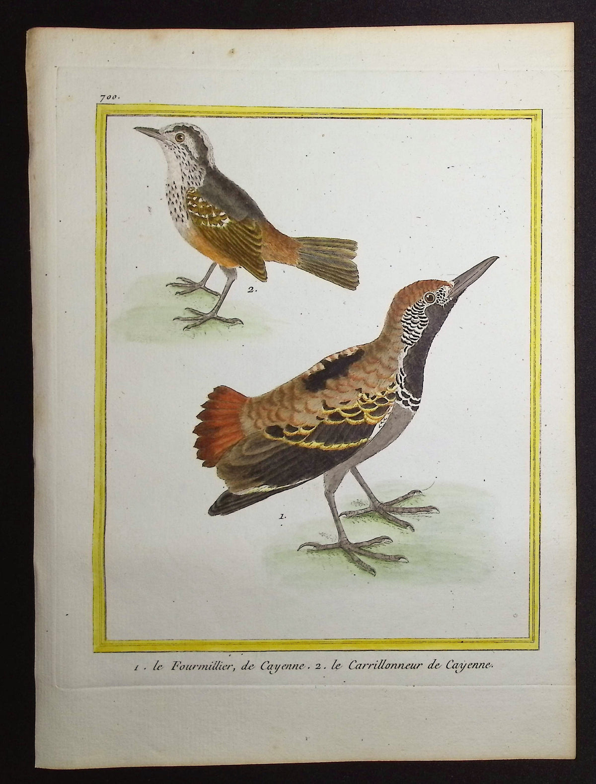 South American Bird