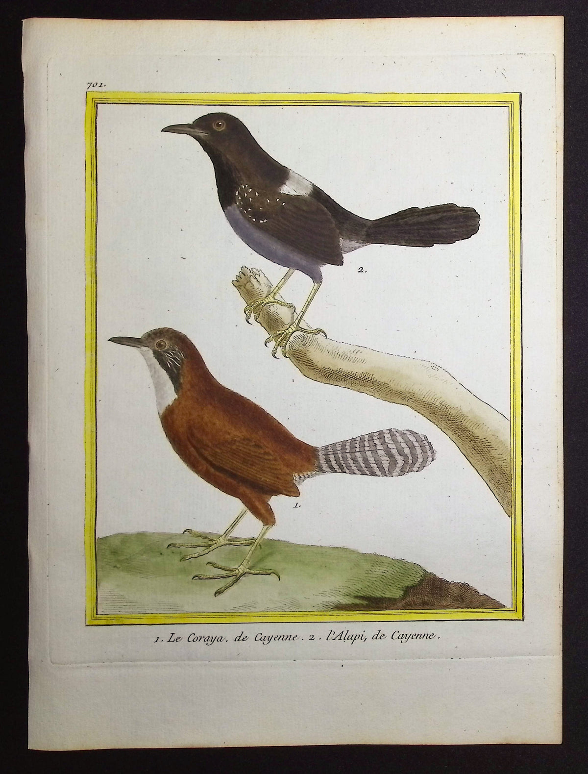 Antbird