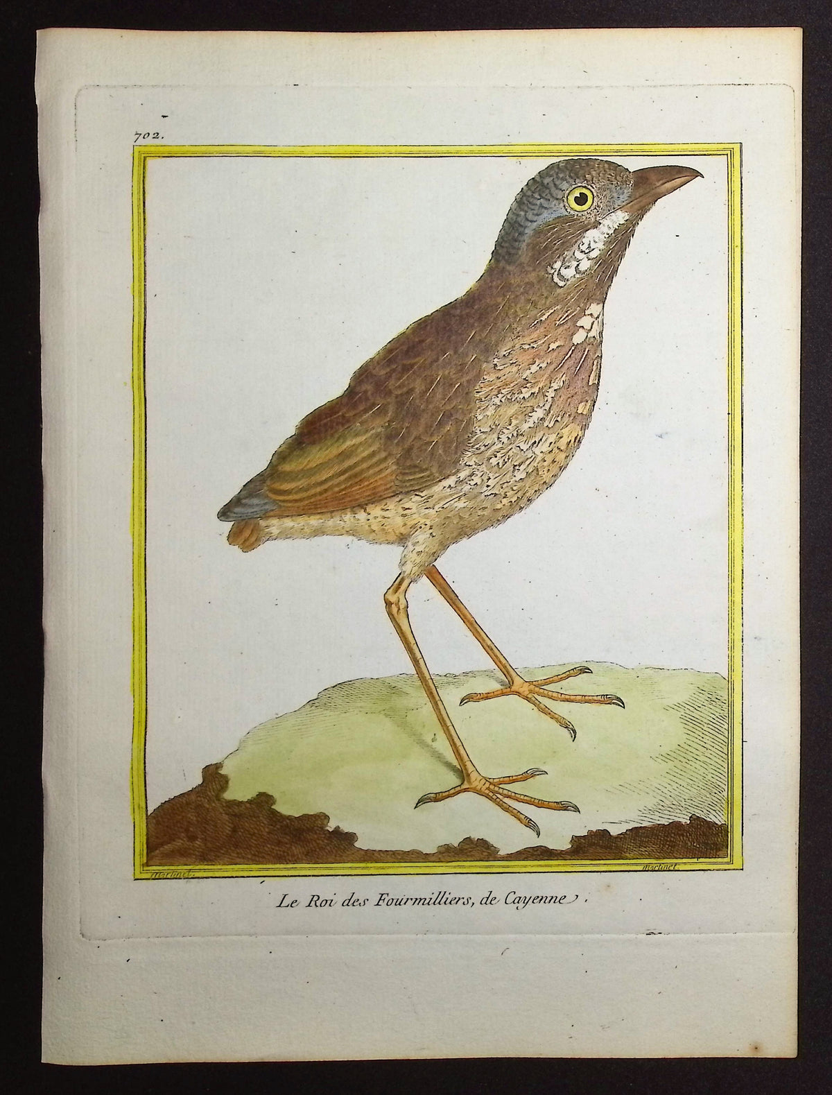 Antbird