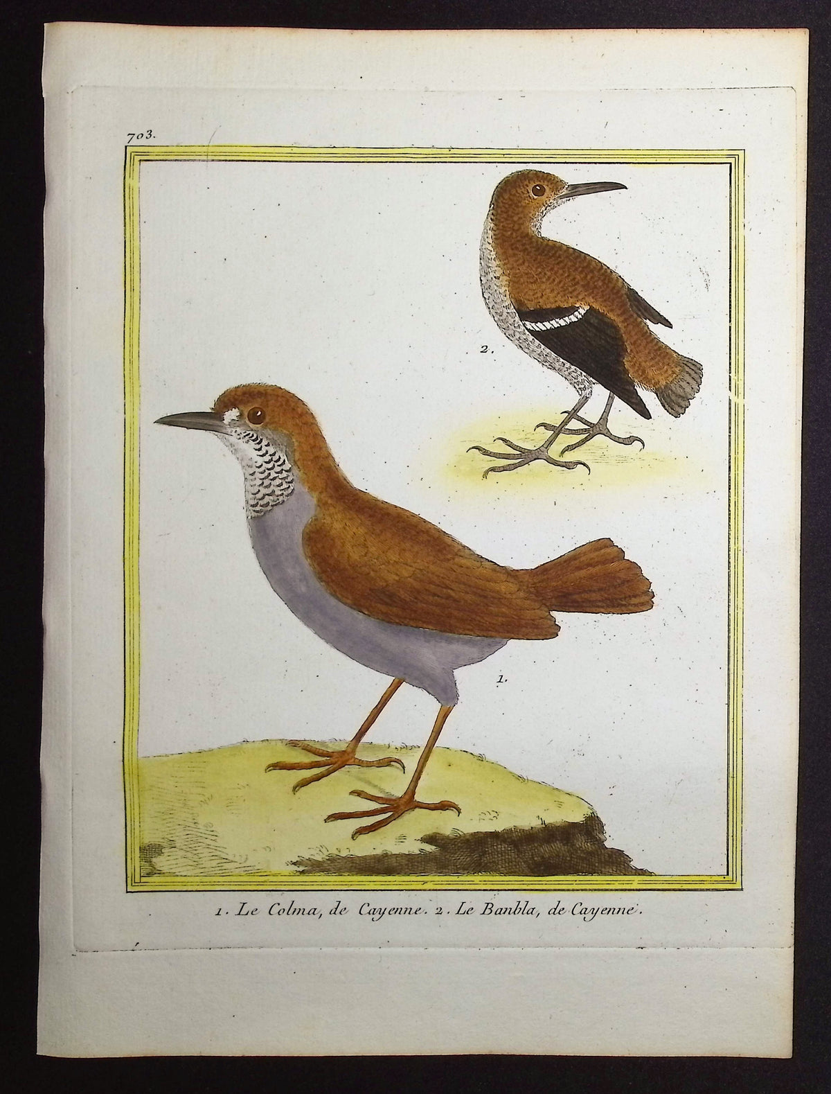 Wren