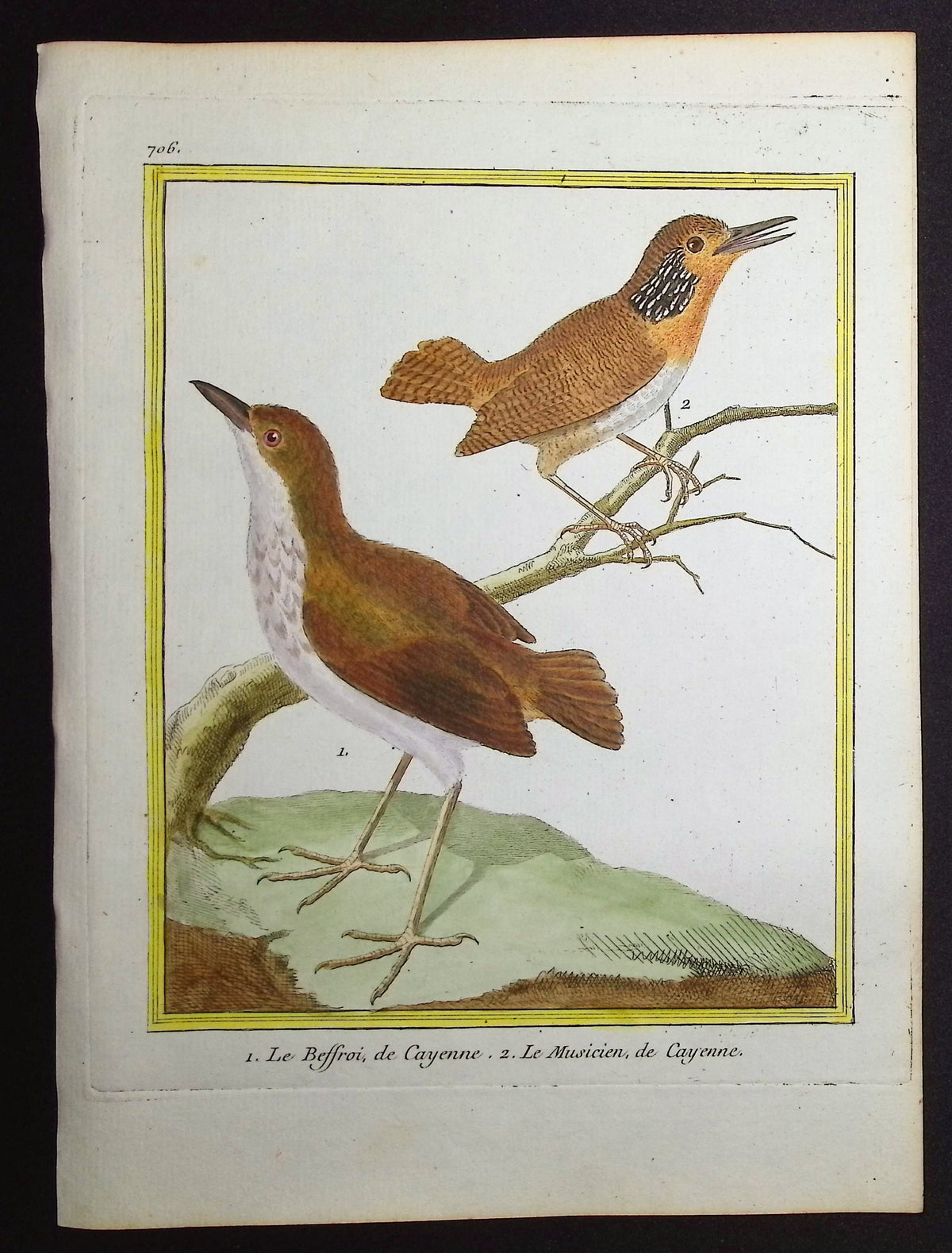 Antpitta