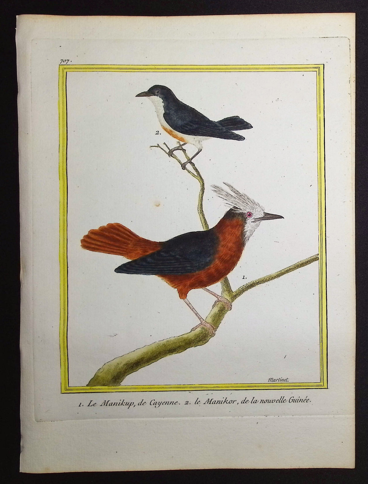 Antbird