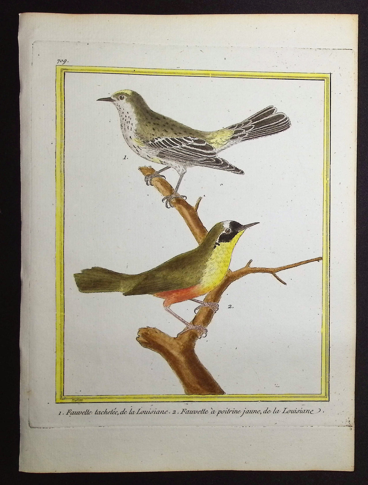 Warbler