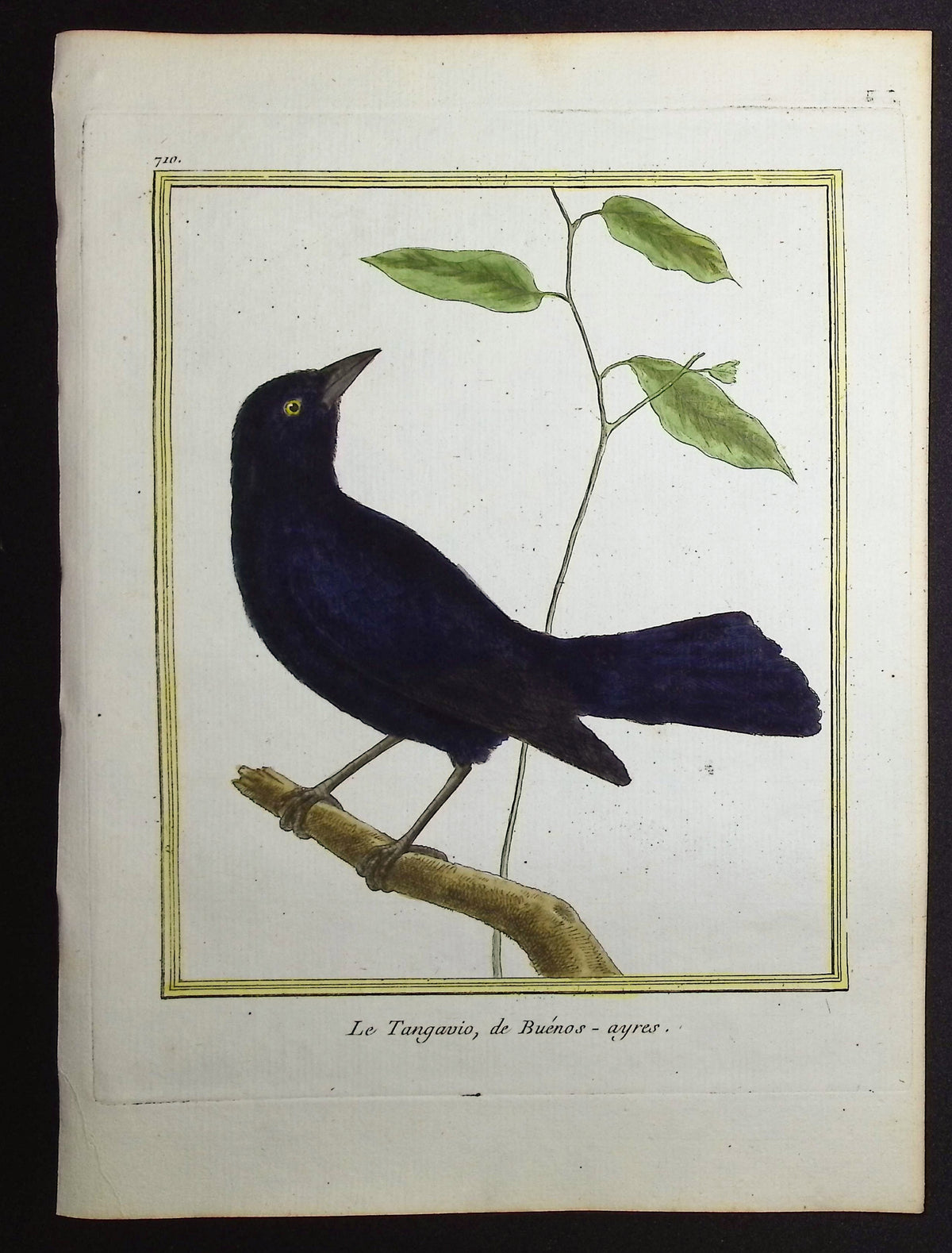 Shiny Cowbird