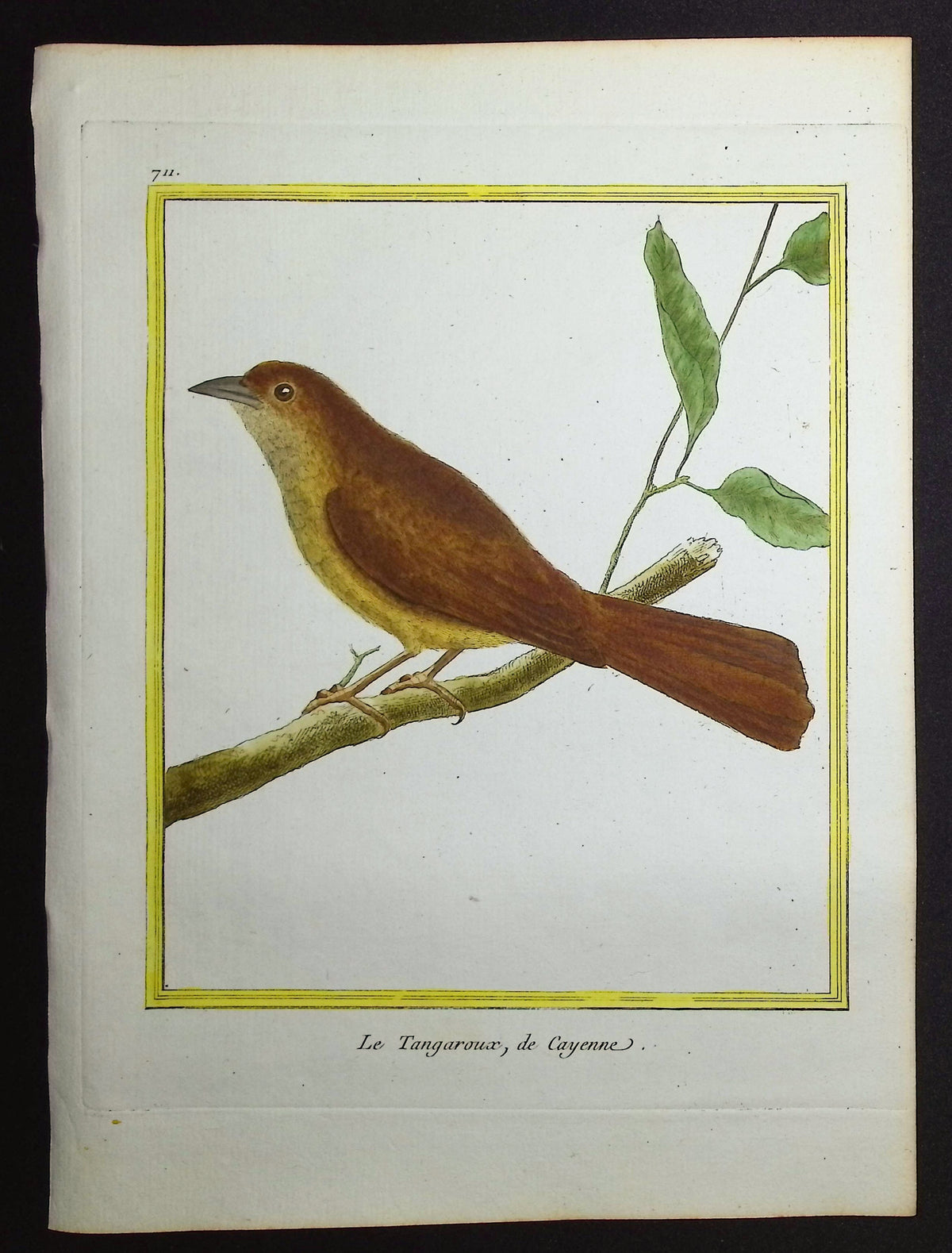 South American Bird