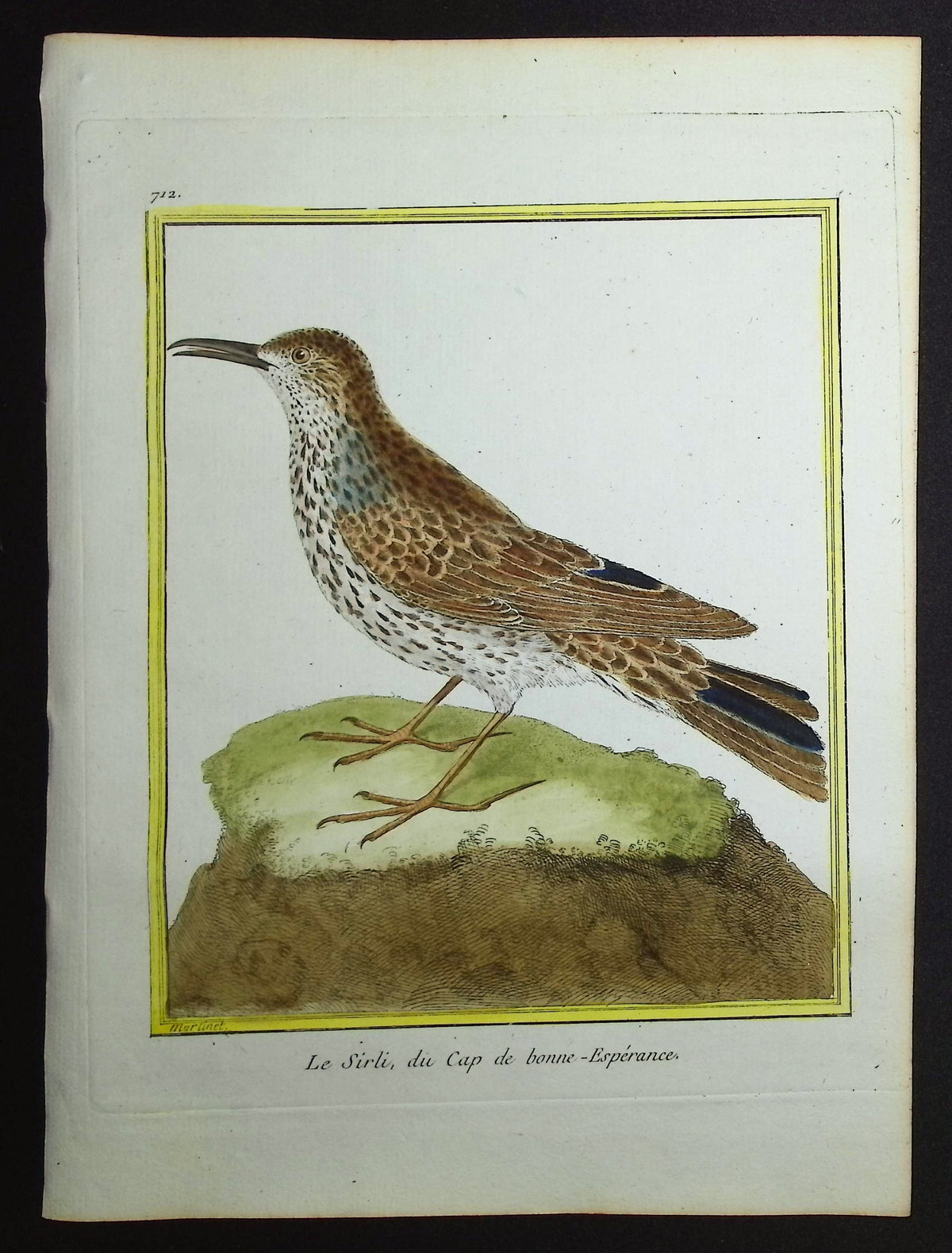 South African Bird