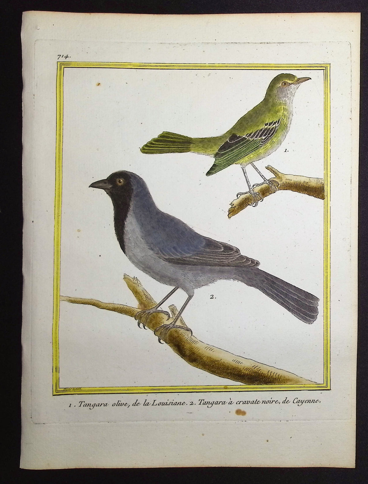 Tanager