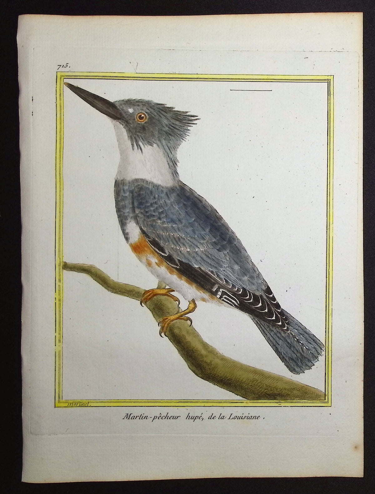 Kingfisher