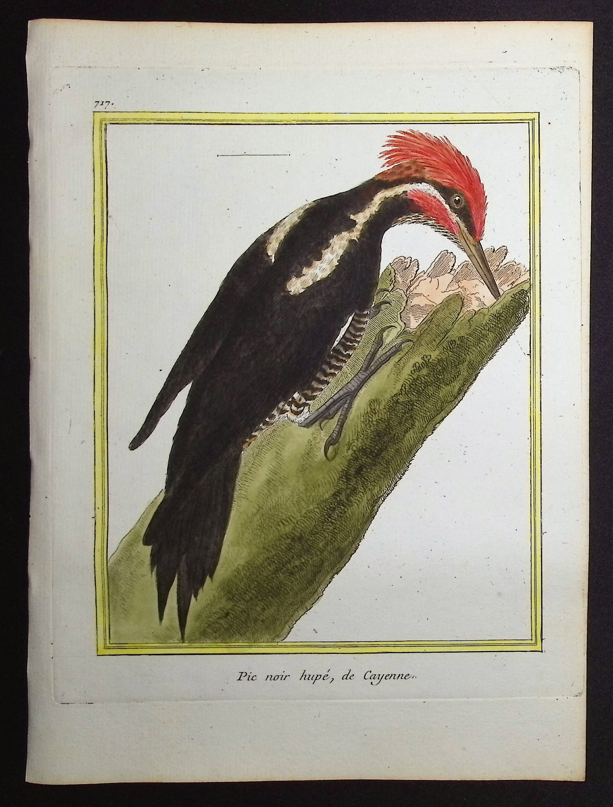 Woodpecker