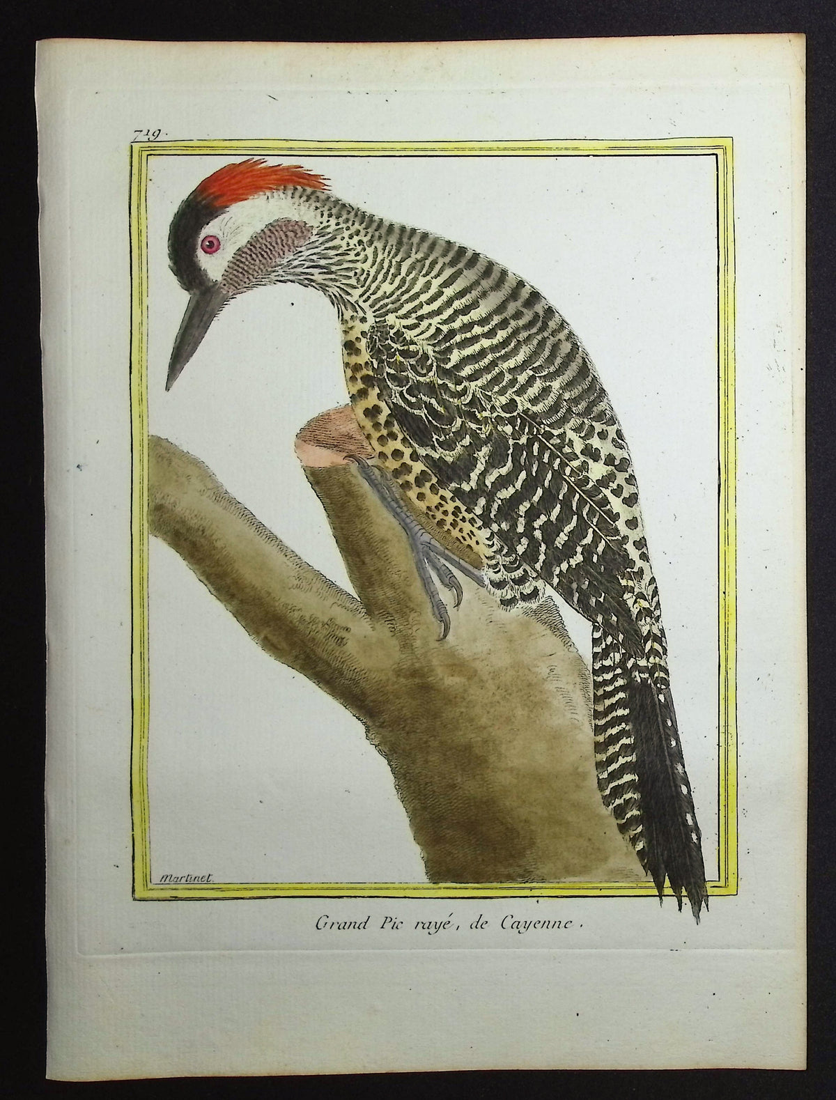 Woodpecker