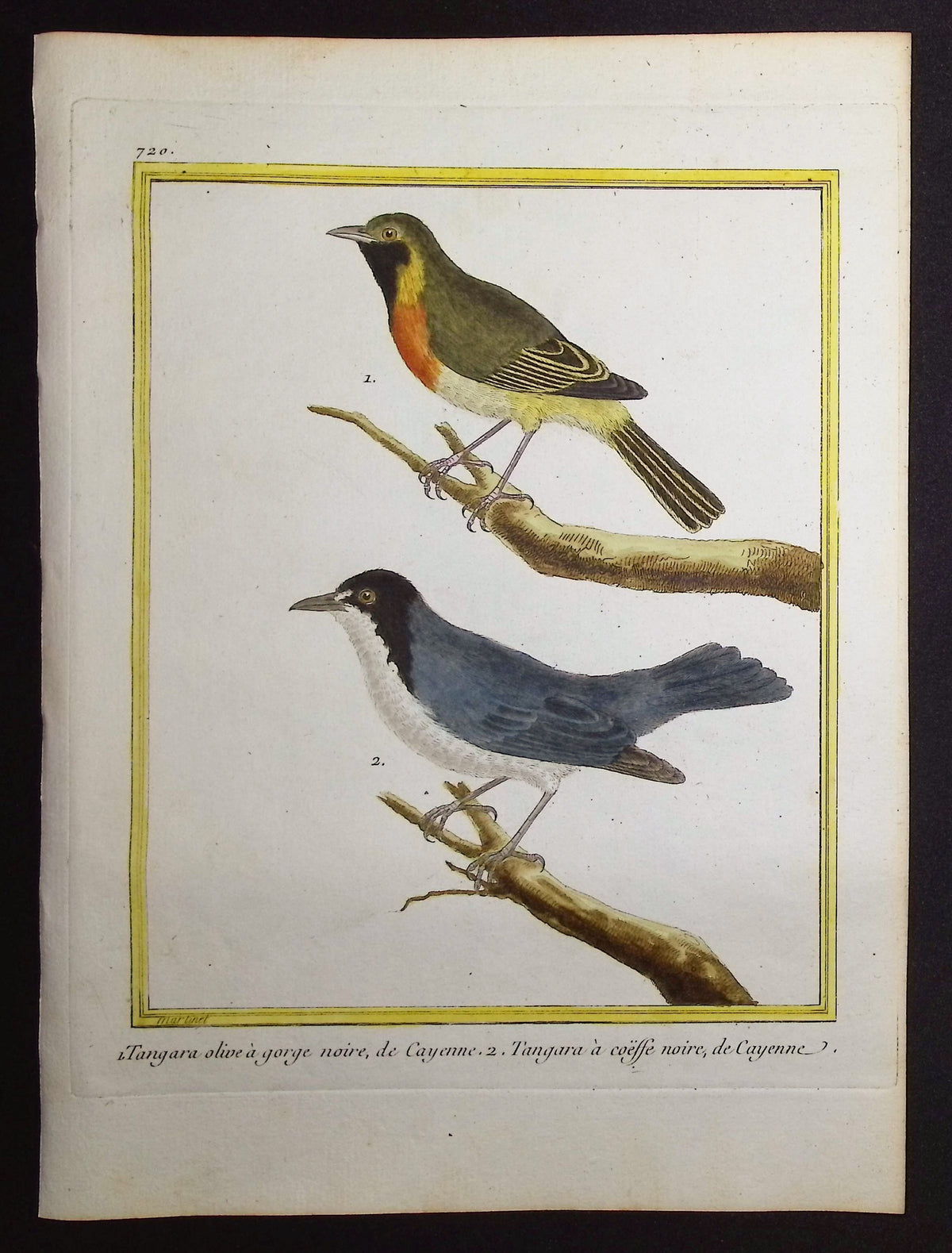 Tanager