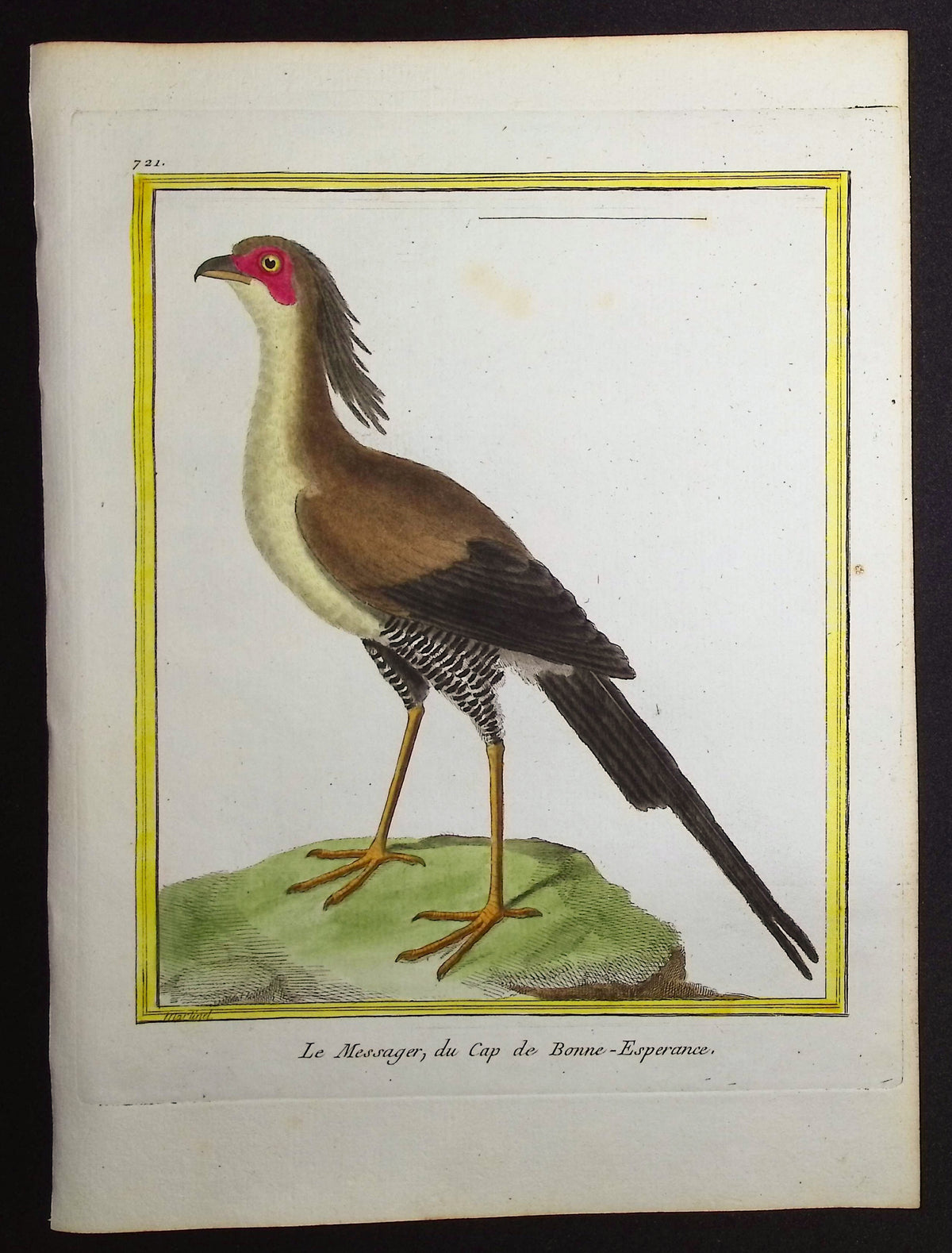 Secretary Bird