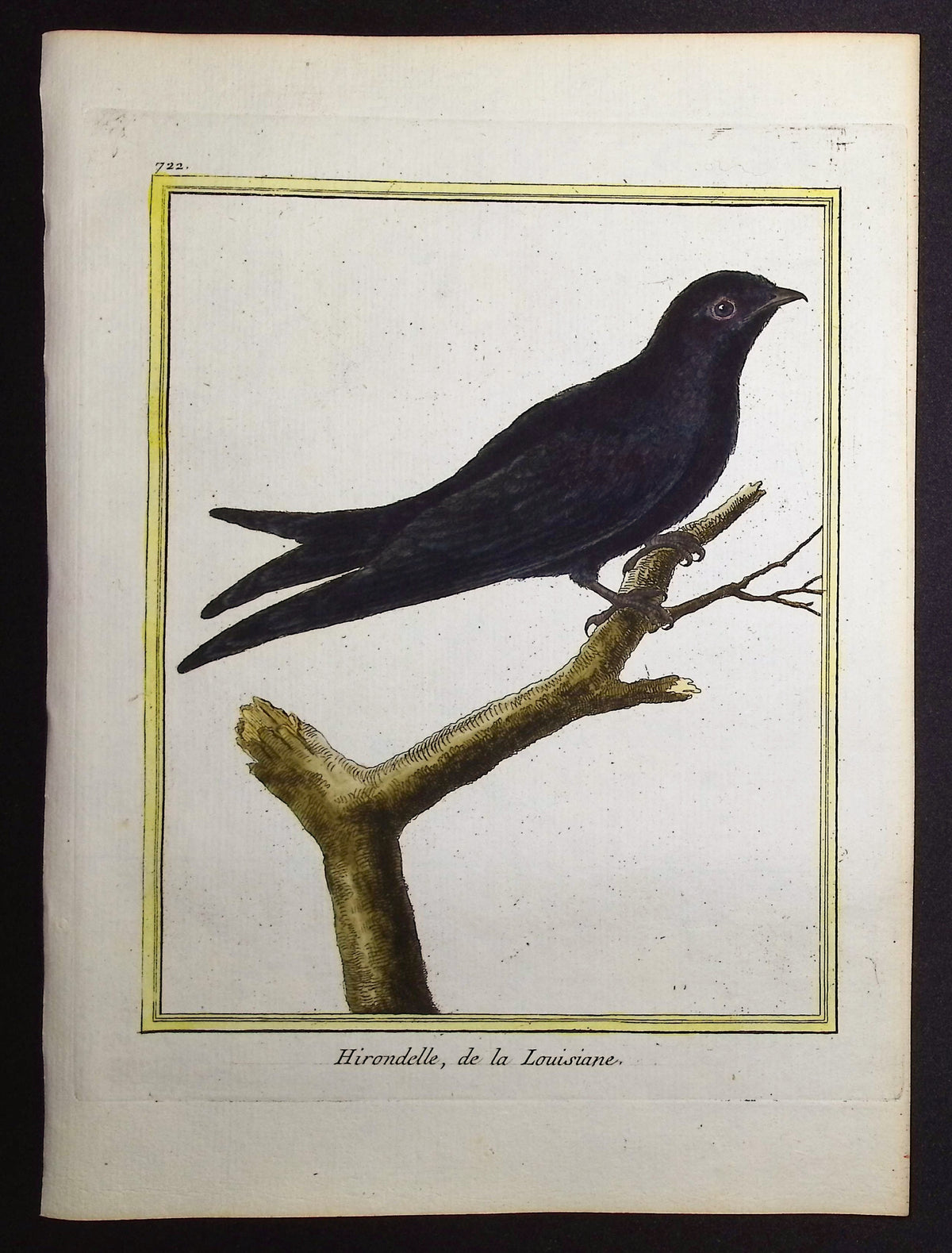Swallow