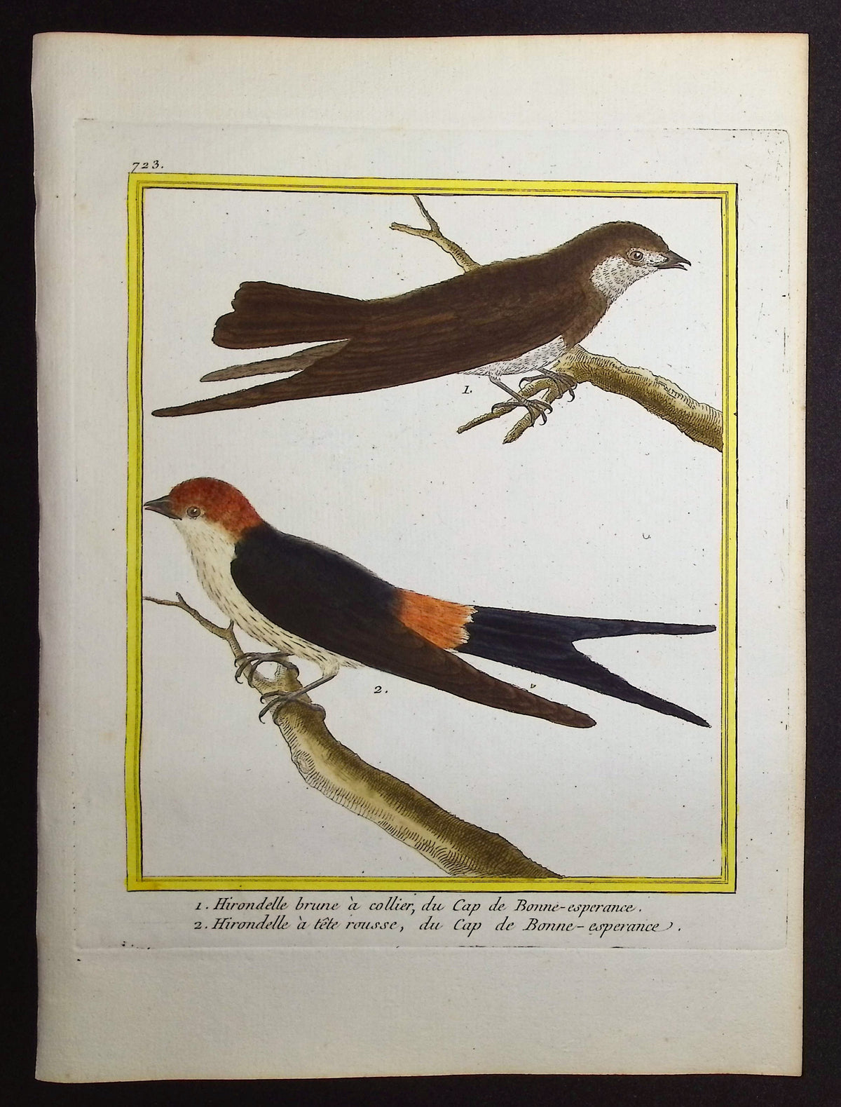 Swallow