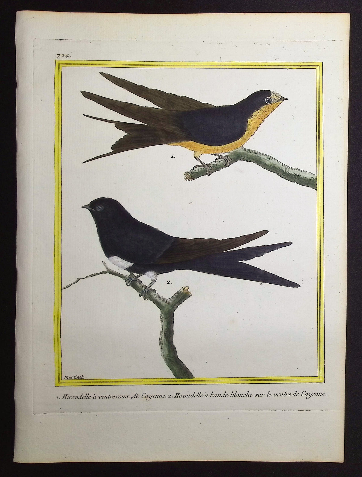 Swallow