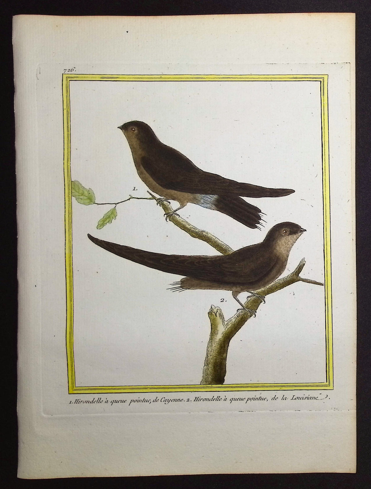 Swallow