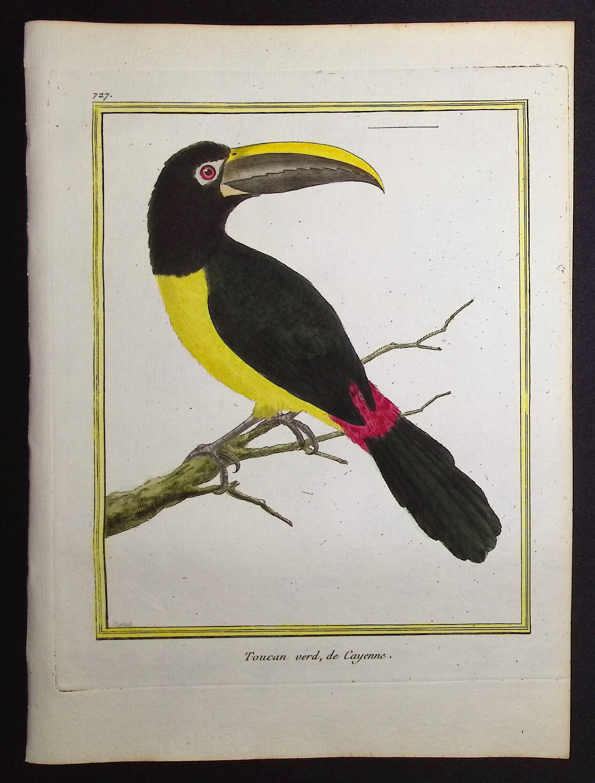 Toucan