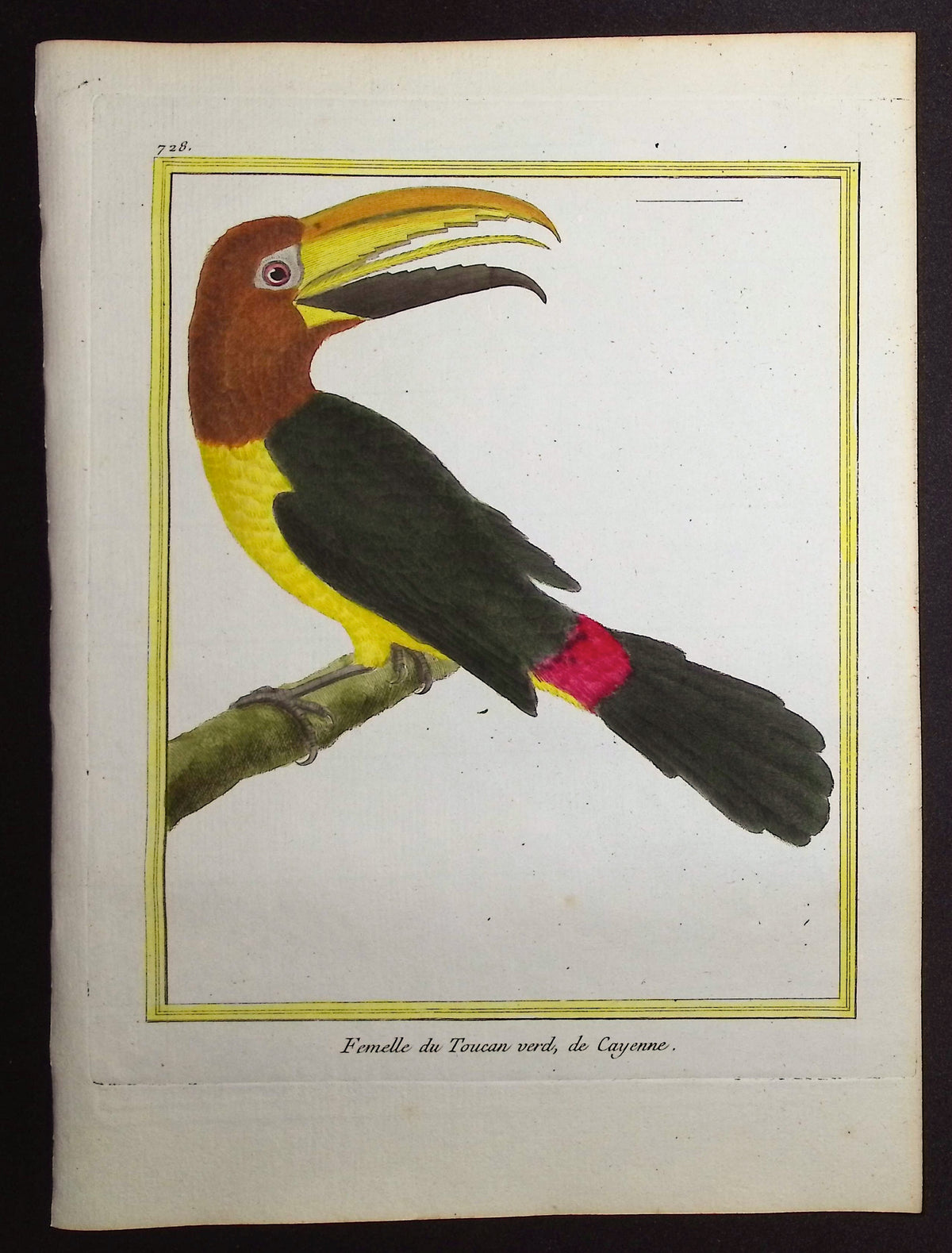 Toucan