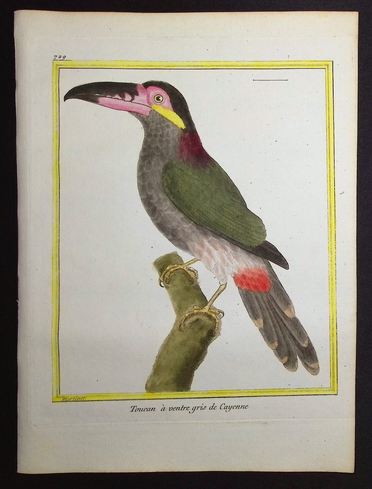 Toucan