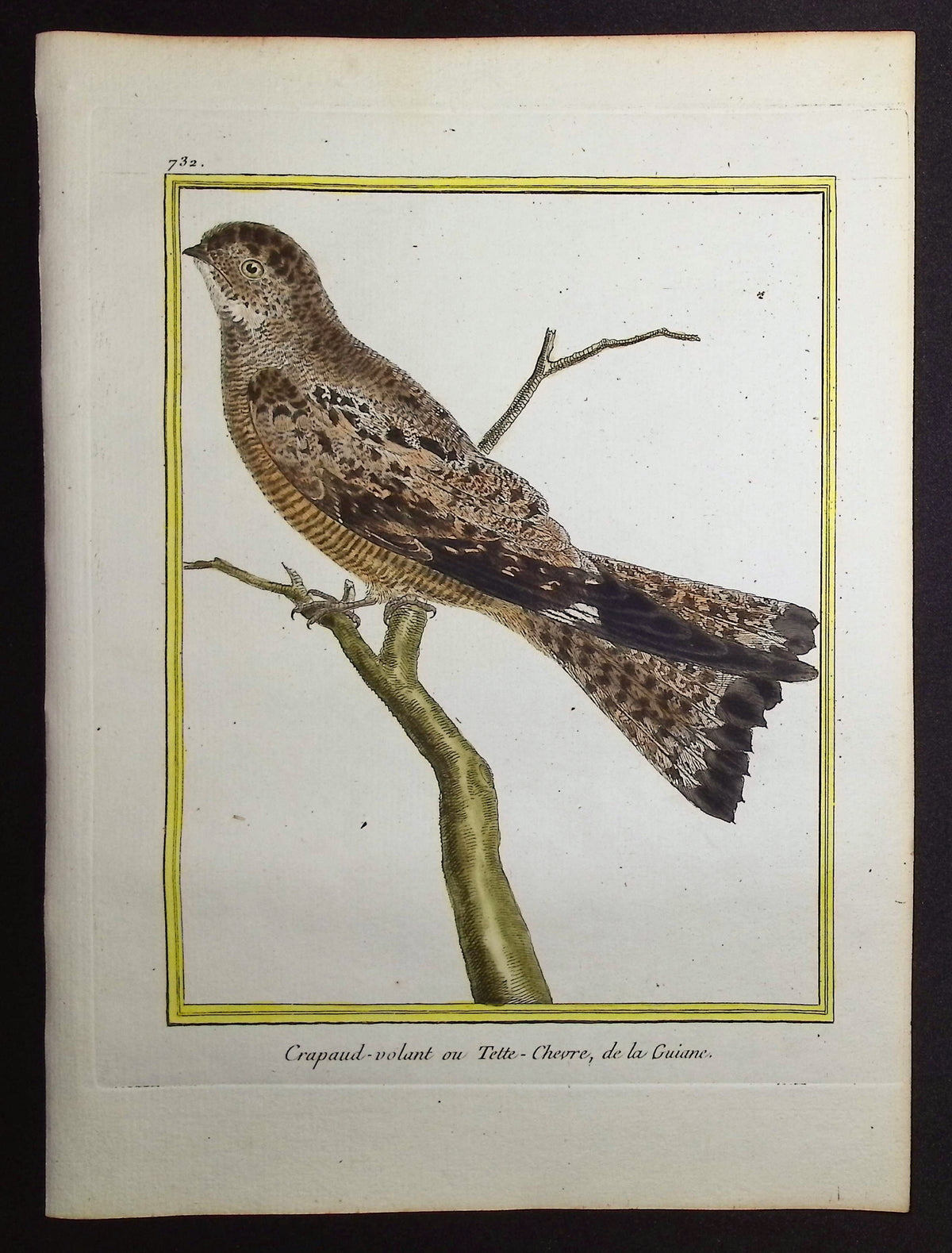 Potoo
