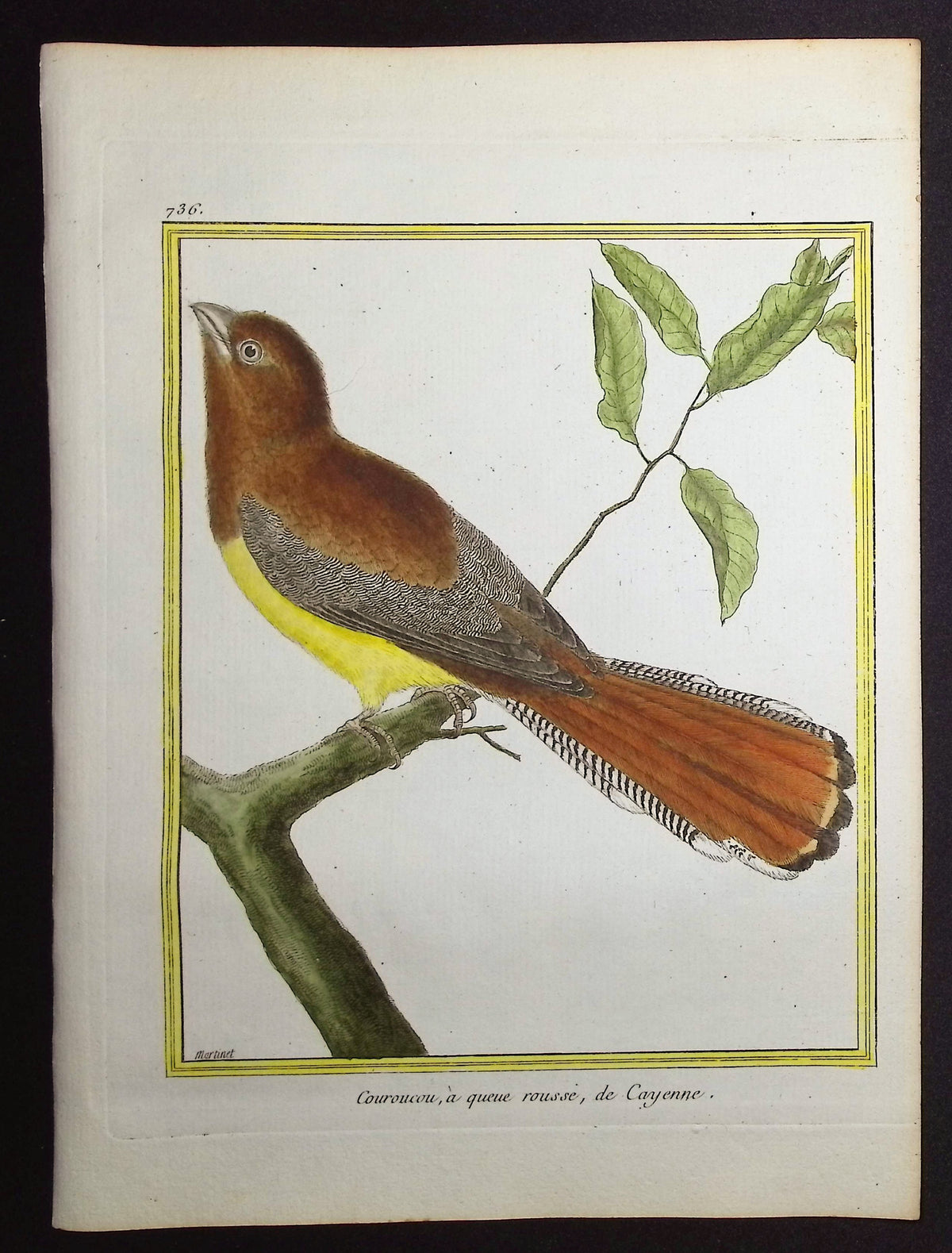 Trogon