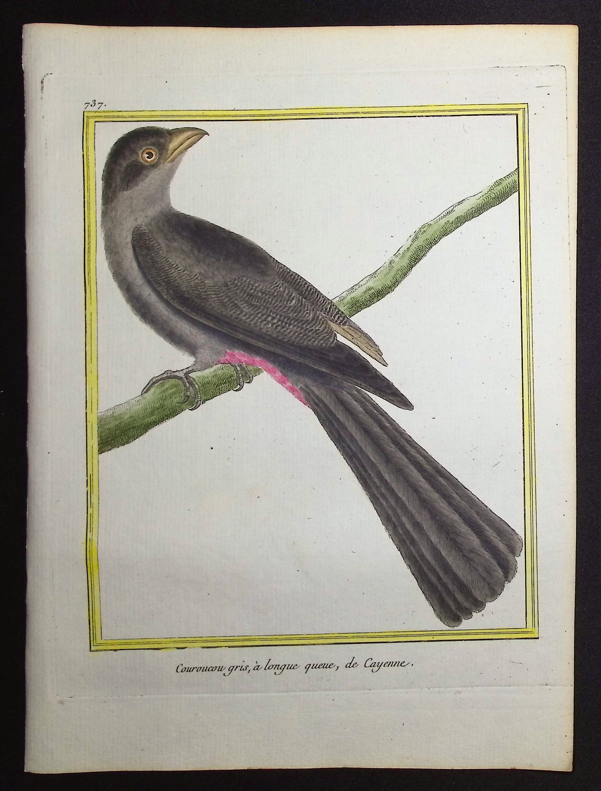 Trogon