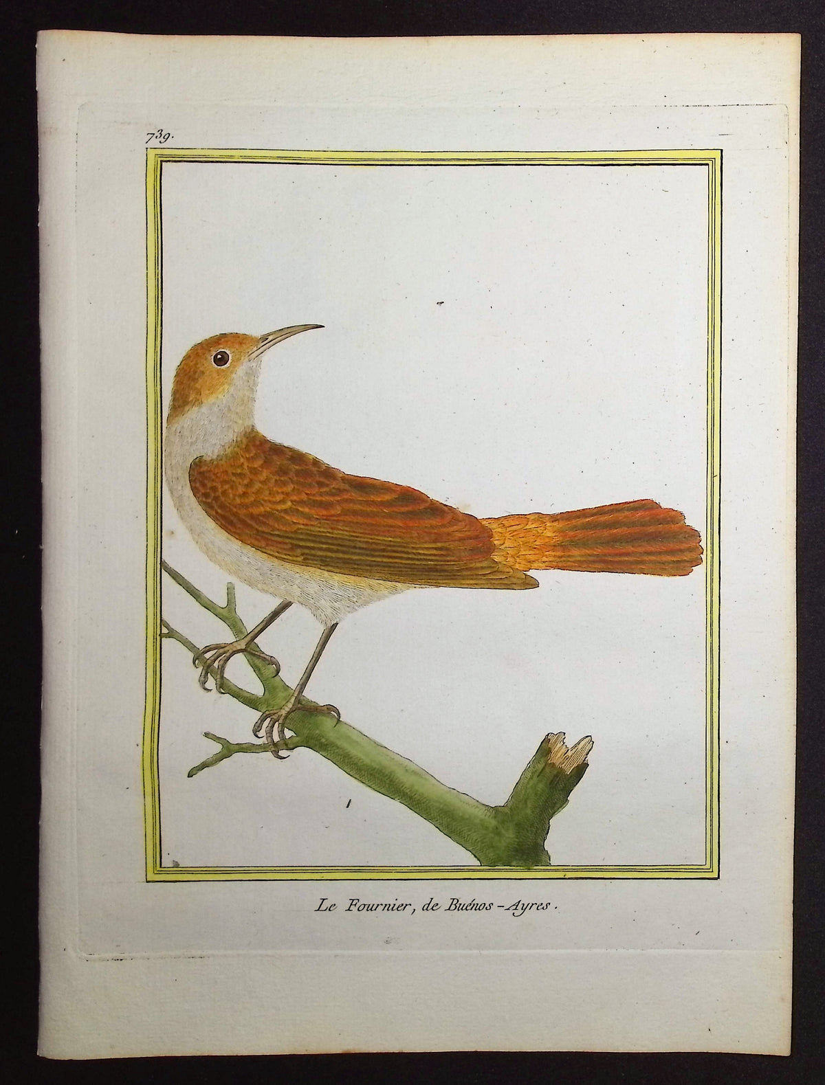 Ovenbird