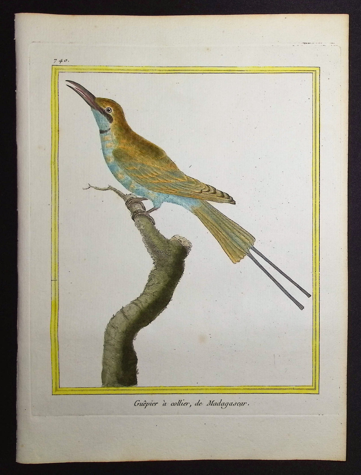 Bee-eater