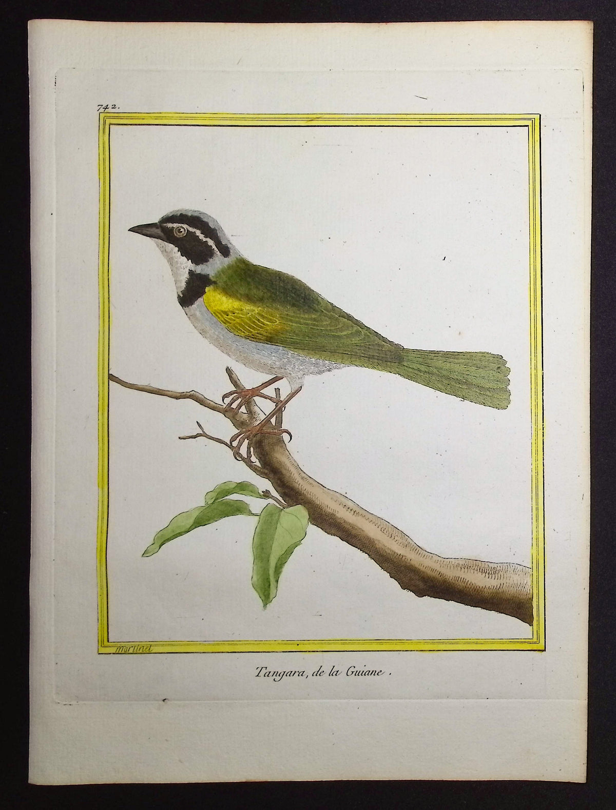 Tanager