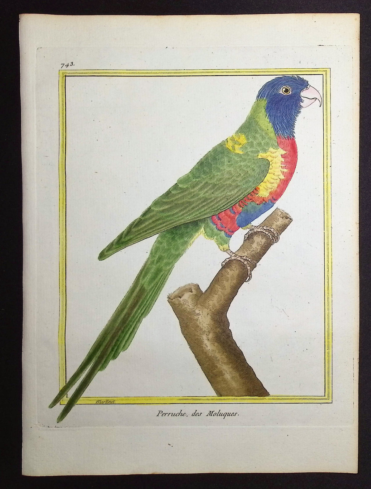 Parrot