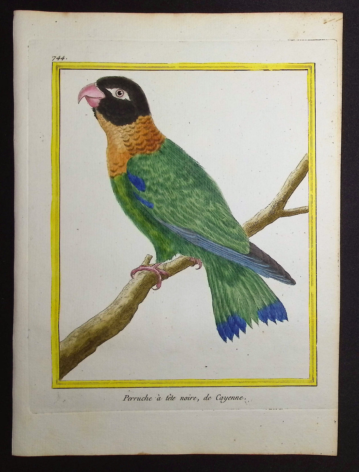 Parrot