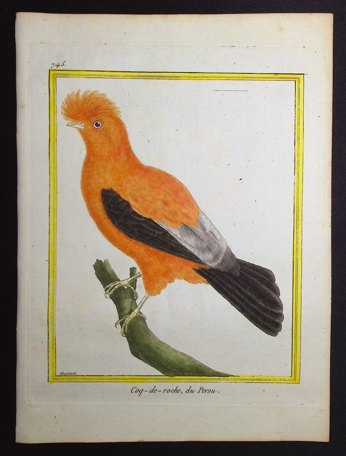 Andean Cock-of-the-Rock