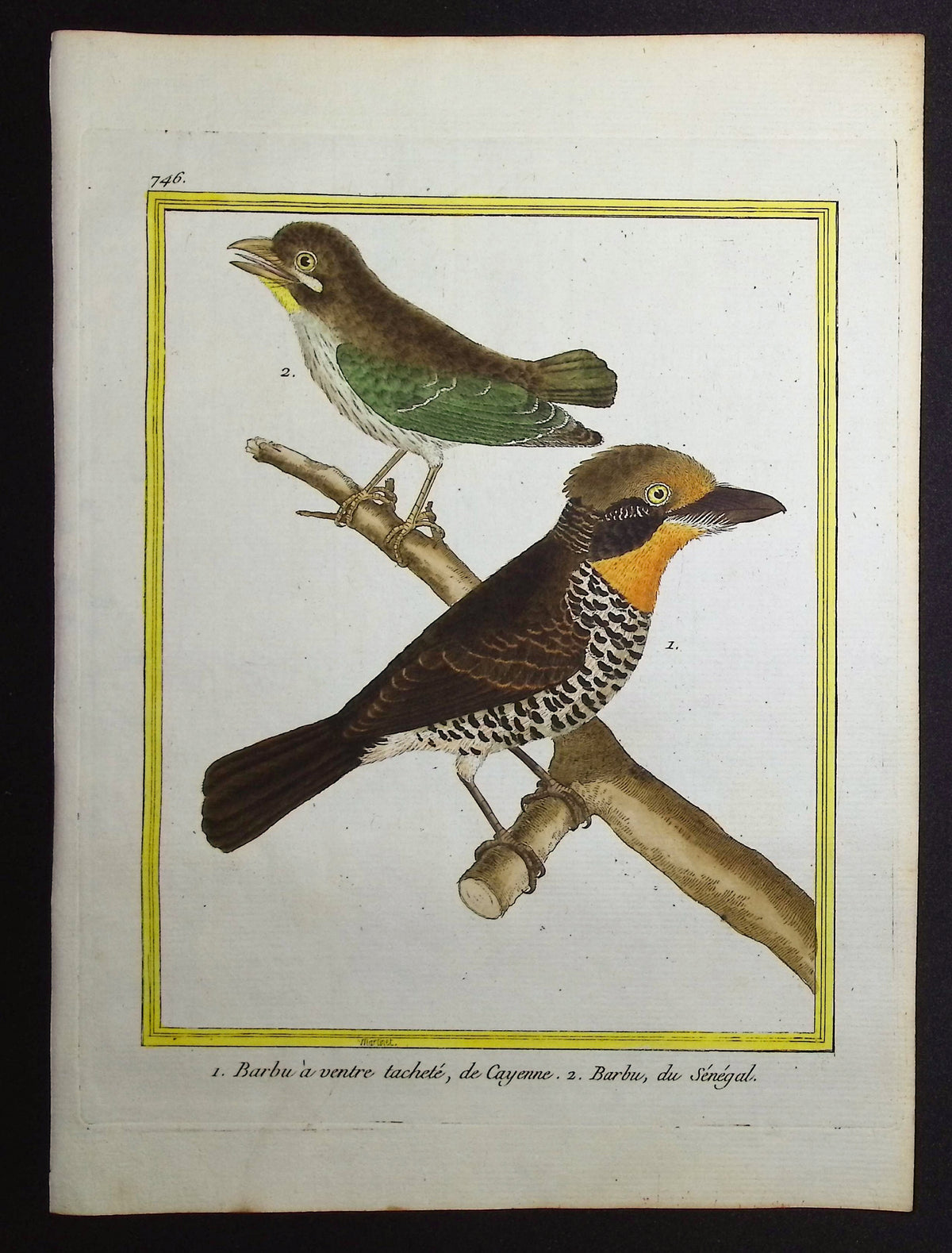 Barbet
