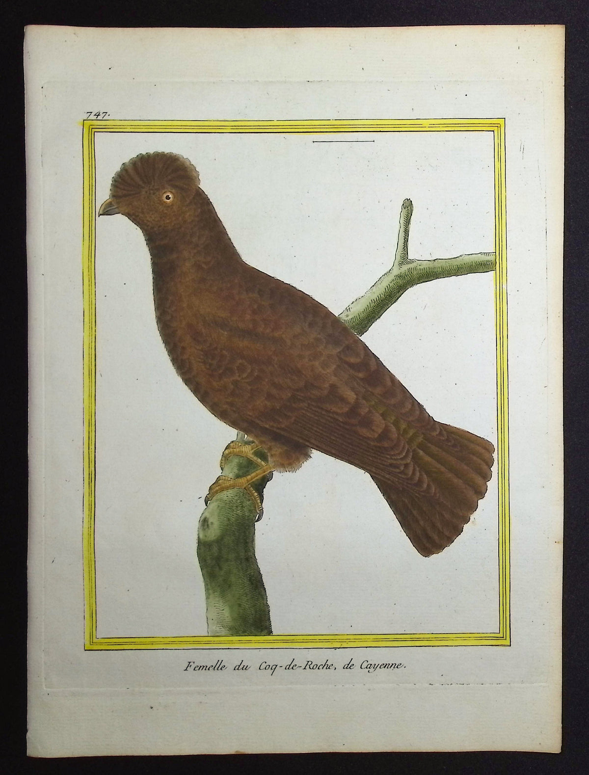 Andean Cock-of-the-Rock (Female)