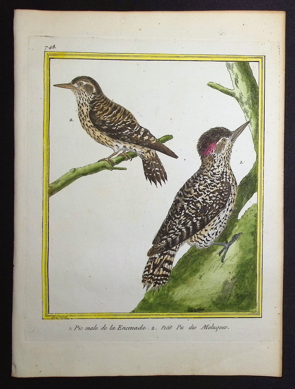 Woodpecker
