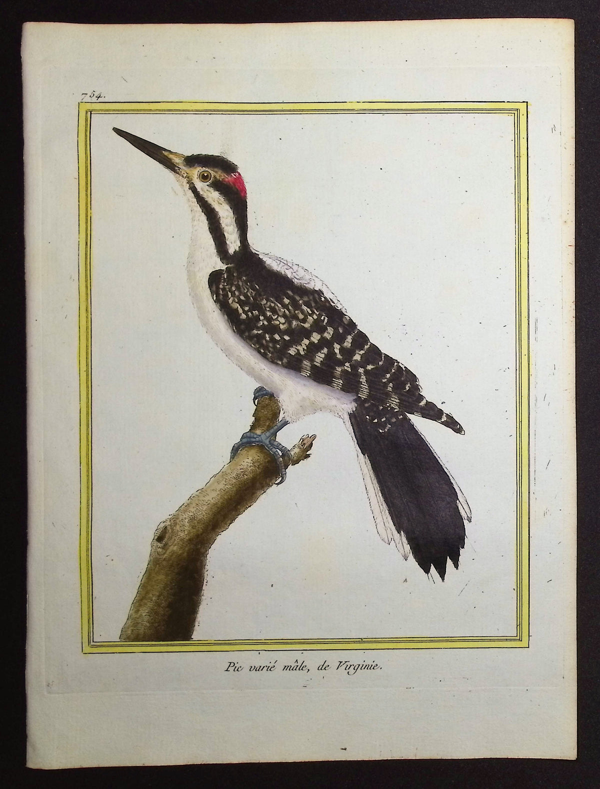 Woodpecker