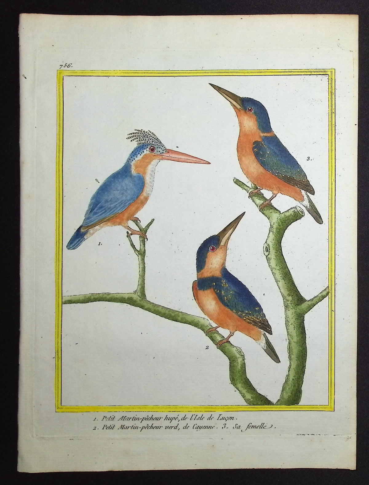Kingfisher