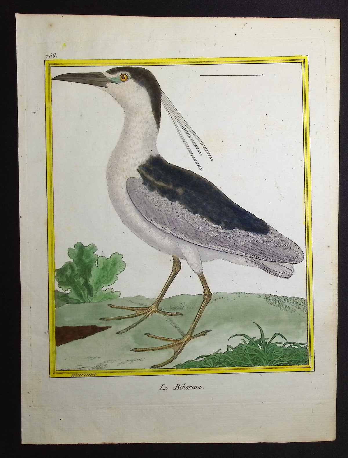 Black-crowned Night Heron