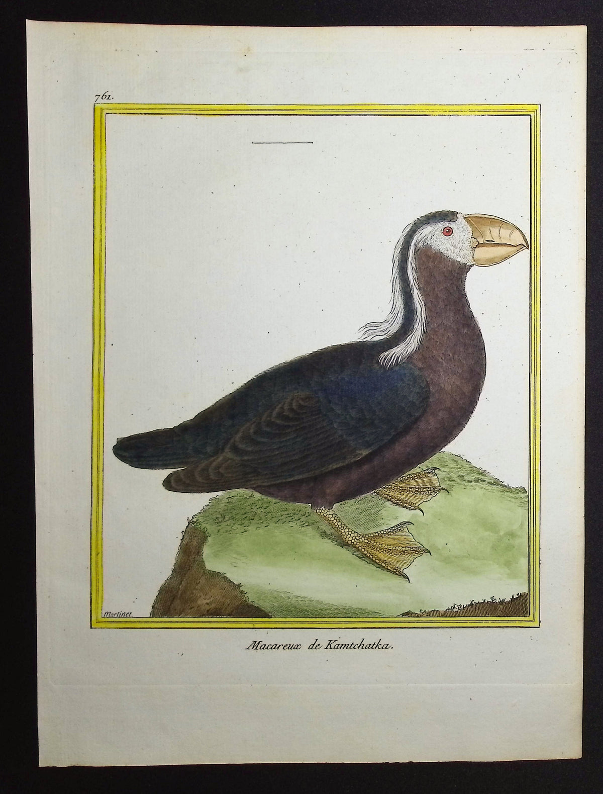 Puffin