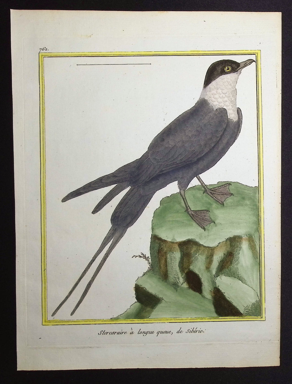 Skua